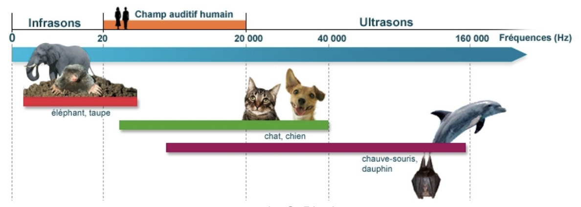 frequence audibles image issue du site cochlea.org