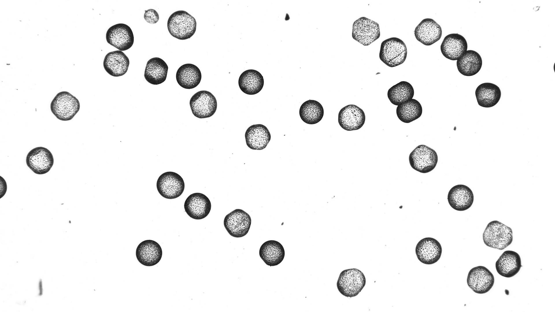 observation au microscope